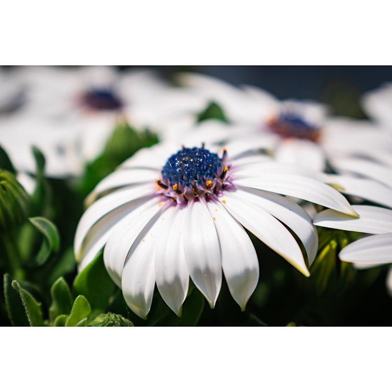 Beautiful Flower Mural Eco-friendly Modern Style Wall Art for Home Decor