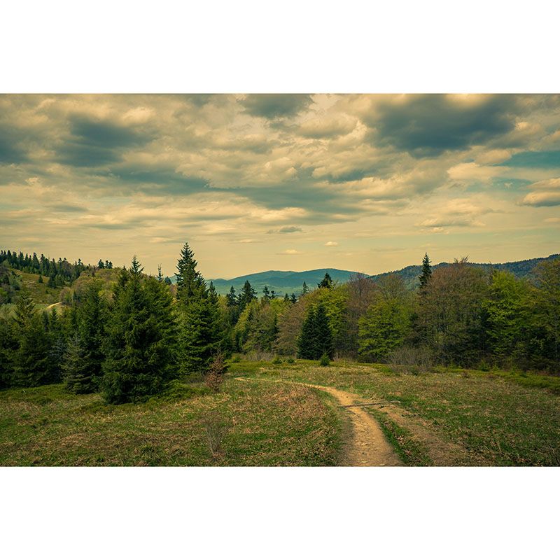 Forest 3D Print Contemporary Mural Horizontal Photography Bedroom Wall Mural