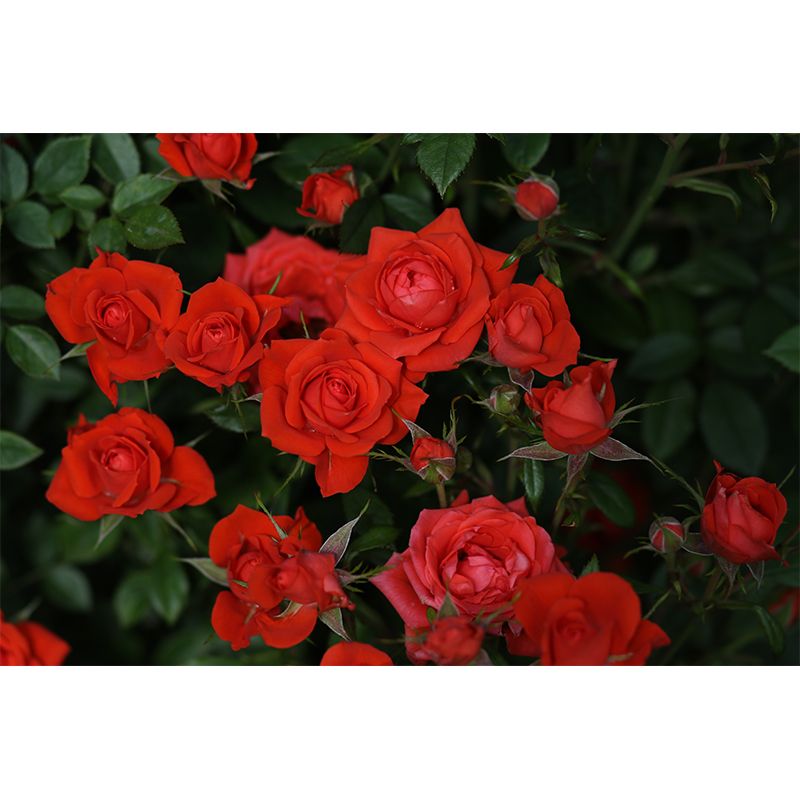 Rose Flower Wall Mural Modern Decoration Dining Room Wall Covering, Custom Printed