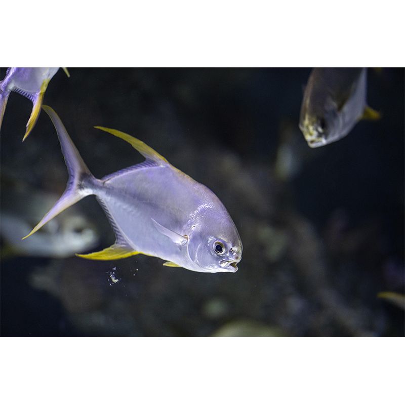 Seabed Mural Wallpaper Tropical Beach Style Mildew Resistant for Living Room