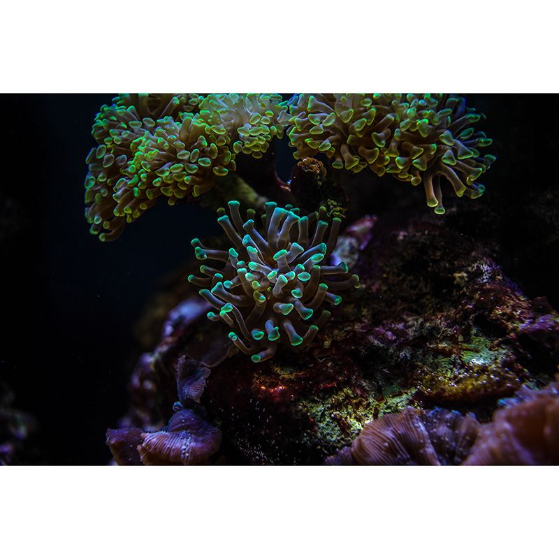 Tropical Seabed Creatures Home Decor Simple Bedroom Wall Decoration Wallpaper