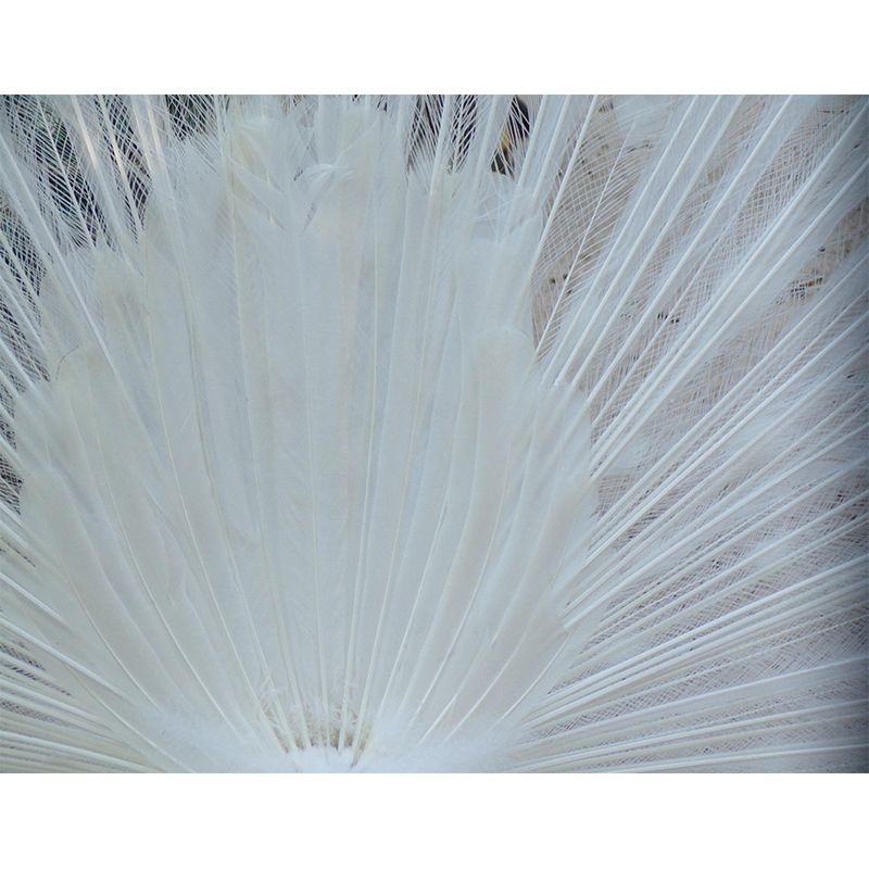 Peacock  Feather Wall Mural Wallpaper Mildew Resistant Wall Covering for Decoration