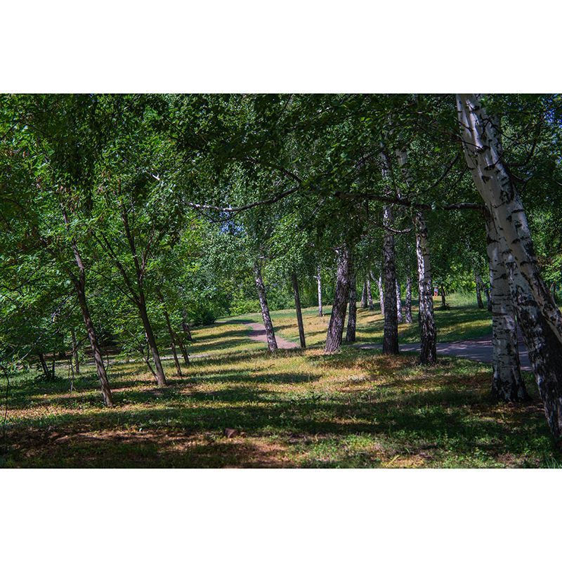 Bright Color Forest Mural Contemporary Living Room Wall Mural