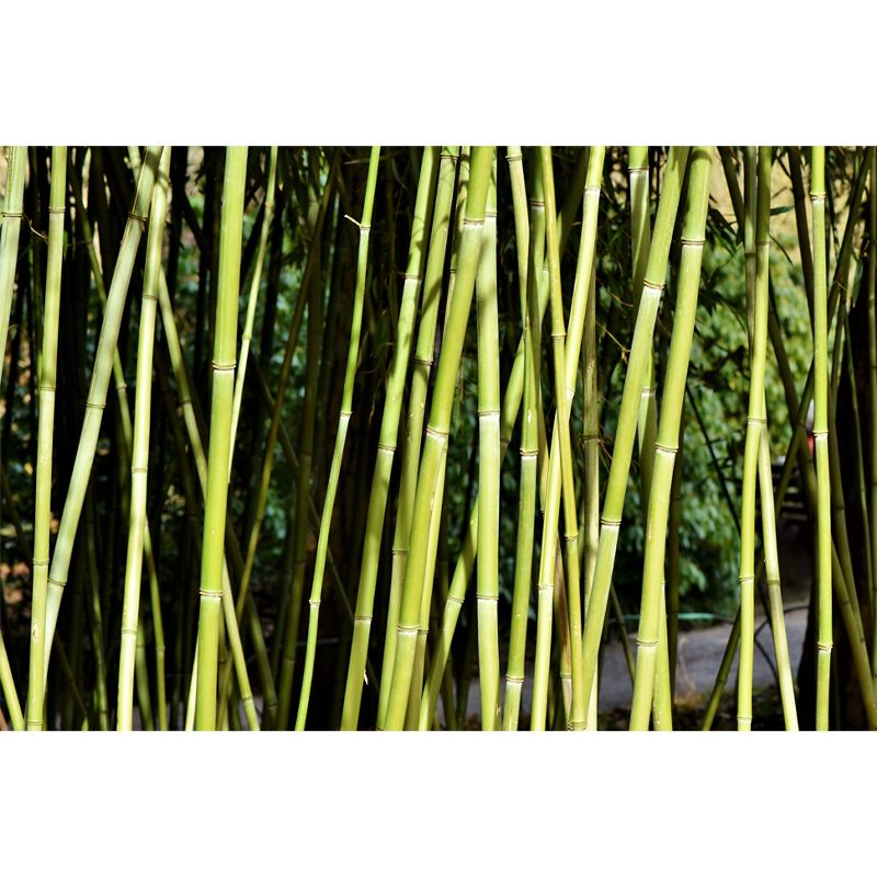 Bamboo Plant Mural Wallpaper for Sleeping Room Waterproofing, Made to Measure