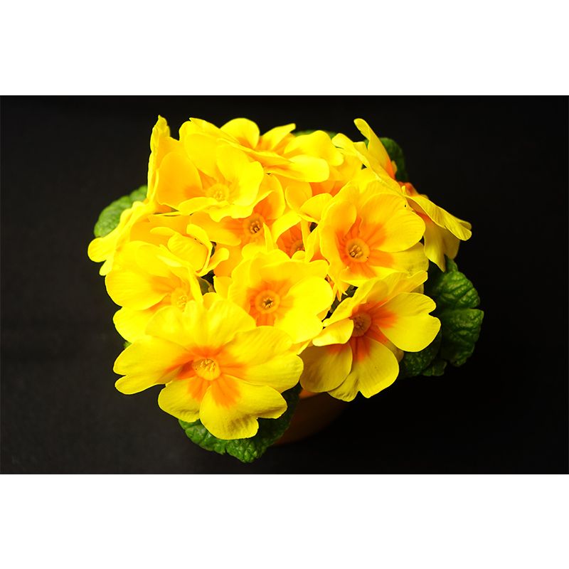 Primrose Mural Moisture Resistant Wallpaper Wall Decor for House Interior