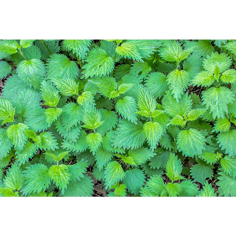Customized Medicinal Plants Mural Wallpaper Nettle Painting Mildew Resistant