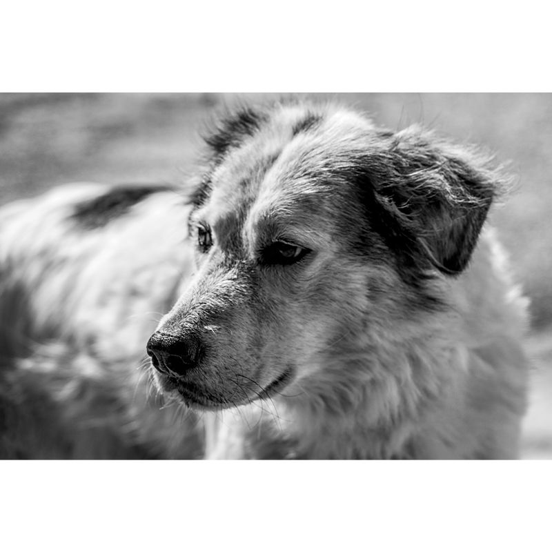 Naughty Puppy Mural Wallpaper Mildew Resistant Home Decor, Waterproofing