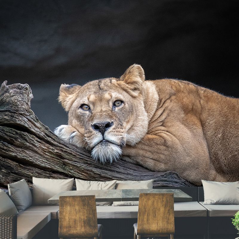 Lifelike Lion Wall Mural Decal for Sitting Room Stain Resistant, Custom Size Available