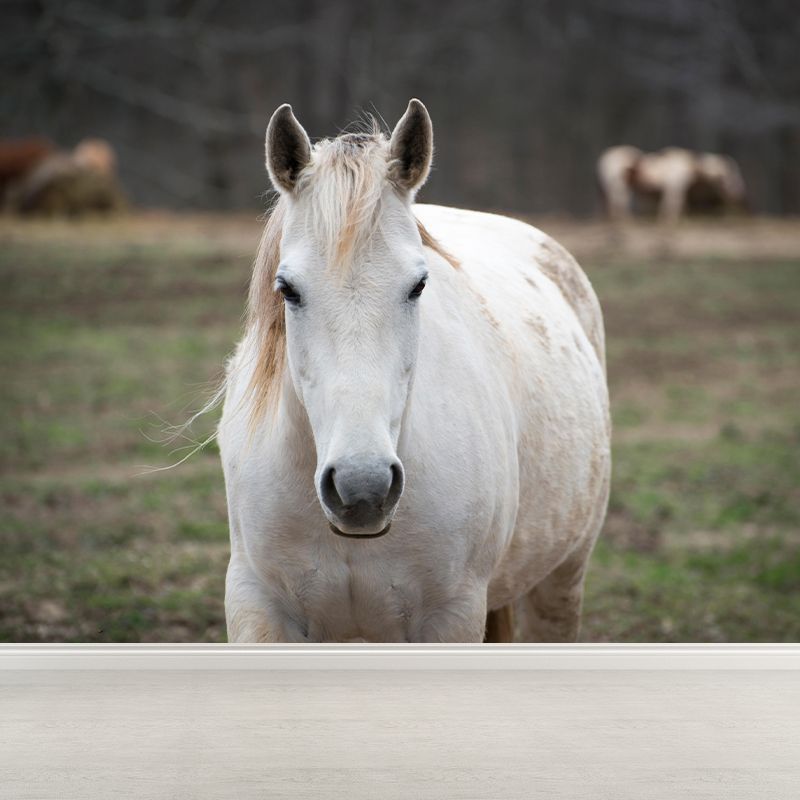 Customized White Horse Mural Decal for Kitchen Animals Wall Art in Soft Color