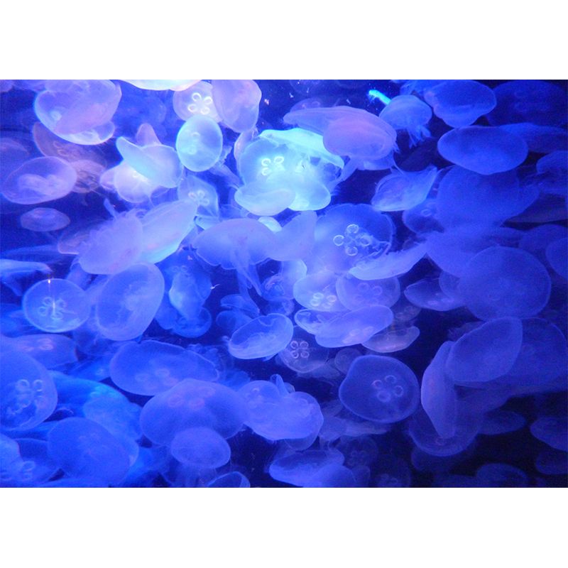 Simple Sea Creatures Mural for Dining Room, Personalized Size Available