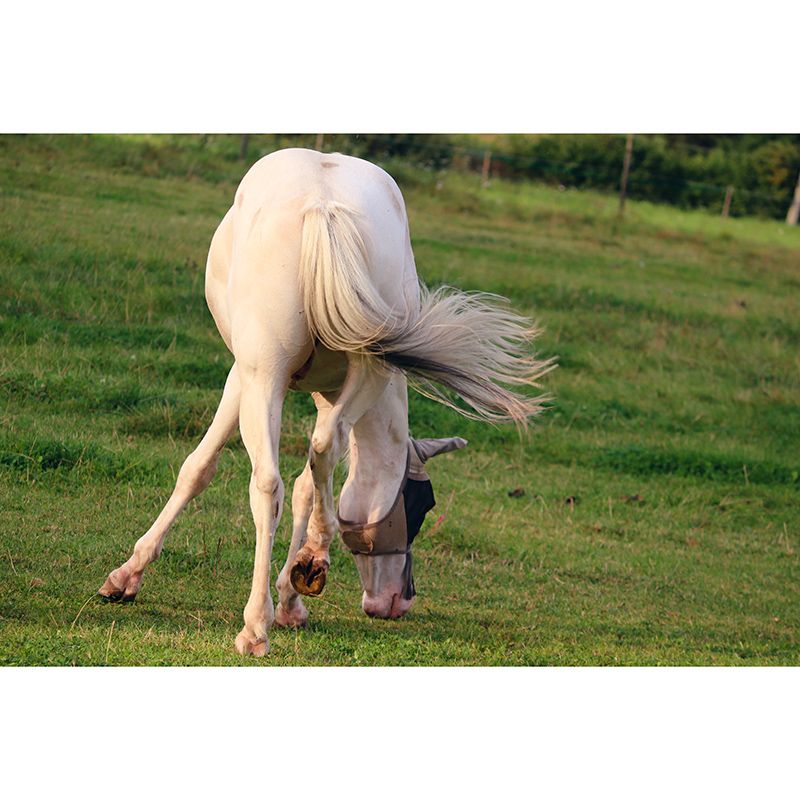 Horse Wall Mural Decal Moisture Resistant Modern Living Room Wall Covering