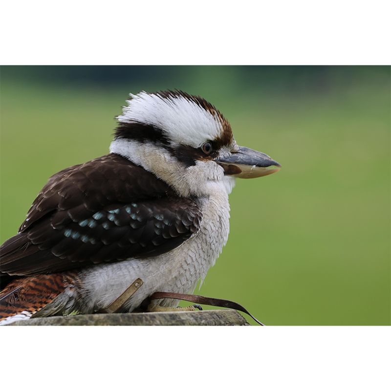 Horizontal  Photography Kookaburra Wall Mural Decorative Mildew Resistant for Living Room