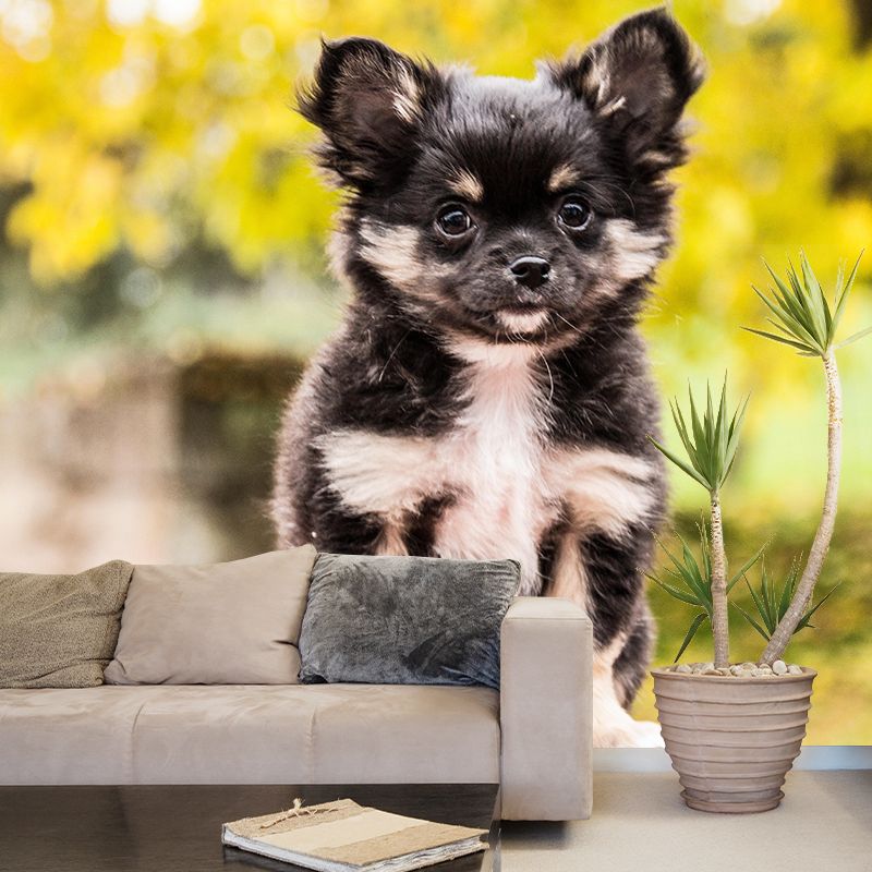 Horizontal Photography Chihuahua Mural Stain Resistant Wall Art for Living Room