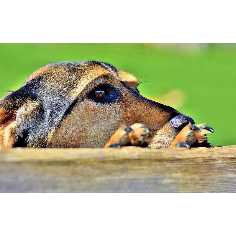 Lovely Dog Murals Wallpaper Water Resistant Wall Decor for Sitting Room