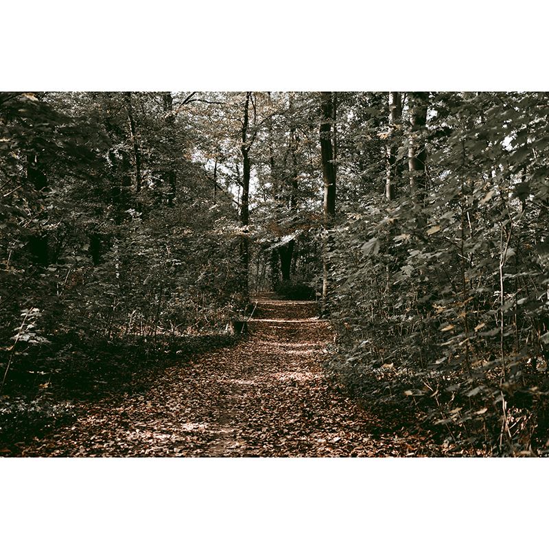 Forest Path Mildew Resistant Mural Wallpaper Sleeping Room Wall Mural