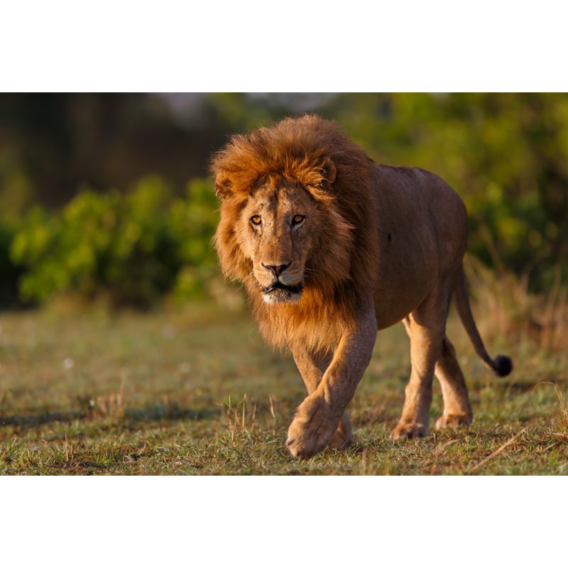 Lion Taking A Stroll Mural Contemporary Waterproofing Boys Bedroom Wall Art, Made to Measure