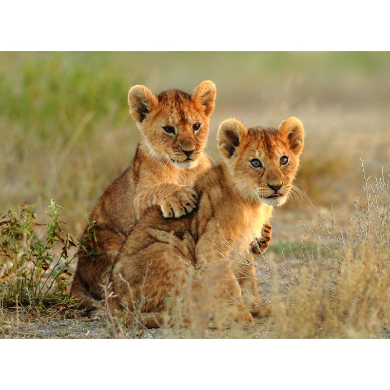 Cute Young Lions Wall Mural for Accent Wall Wild Animal Print Wall Decor, Made to Measure