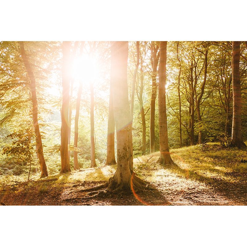 Photography Forest Mural Wallpaper Decorative Mildew Resistant Wall Decor