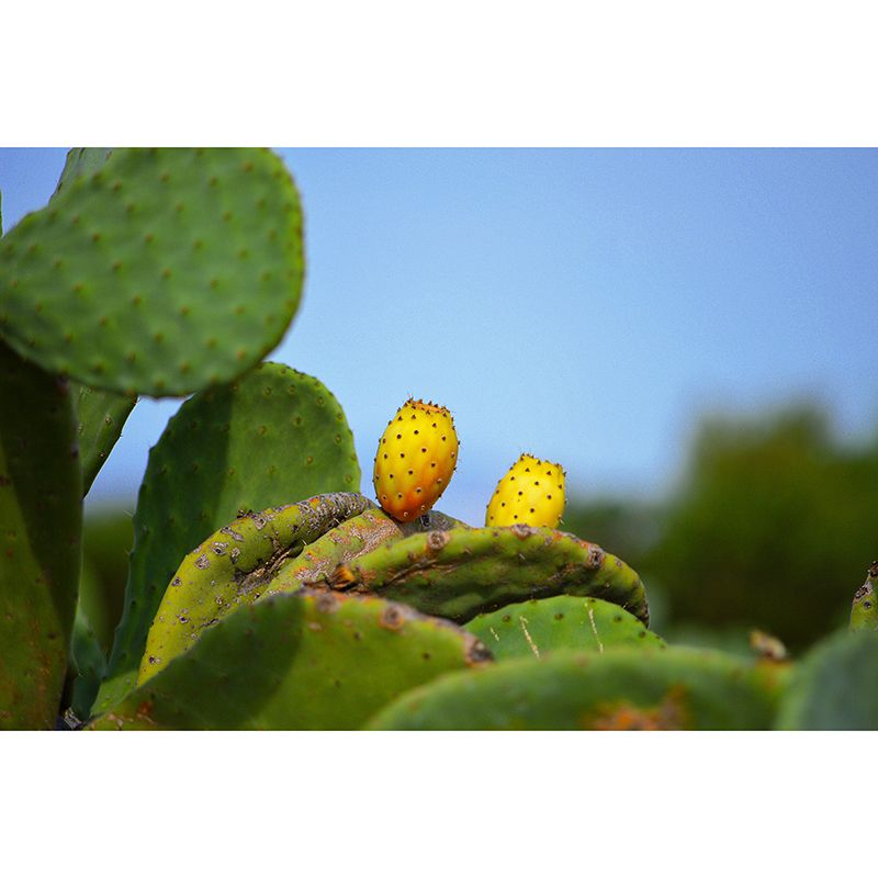 Green Cactus Wall Mural Giant Wall Covering for Dining Room, Moisture Resistant