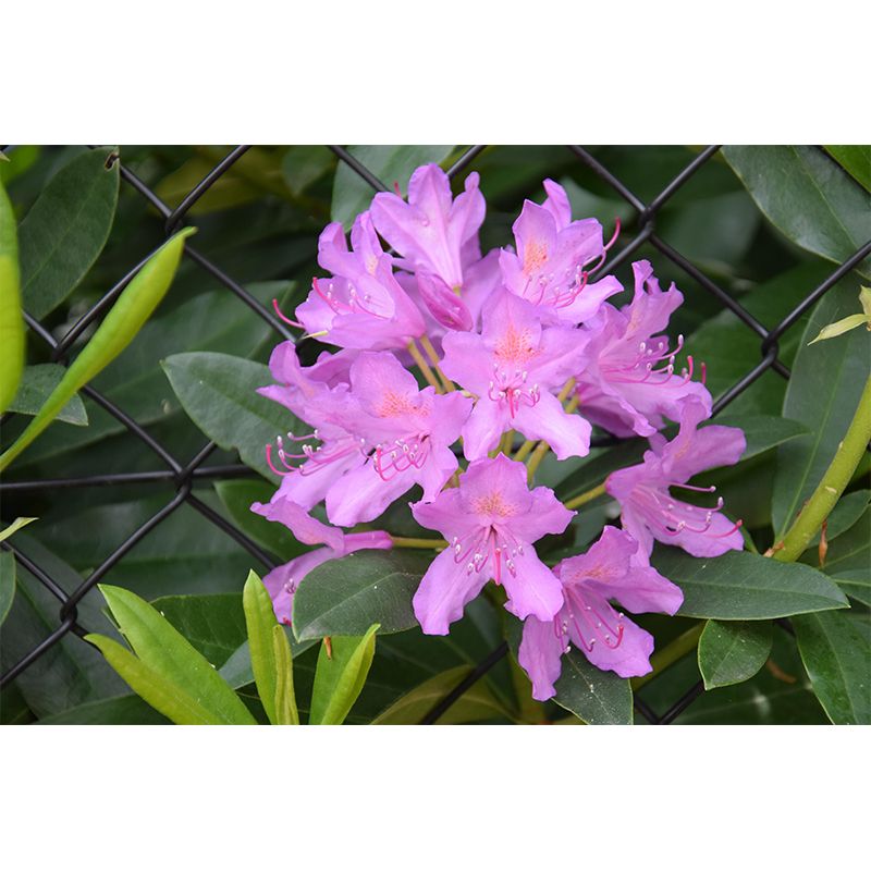 Minimalism Style Flower Wall Mural Decorative Photography for Living Room