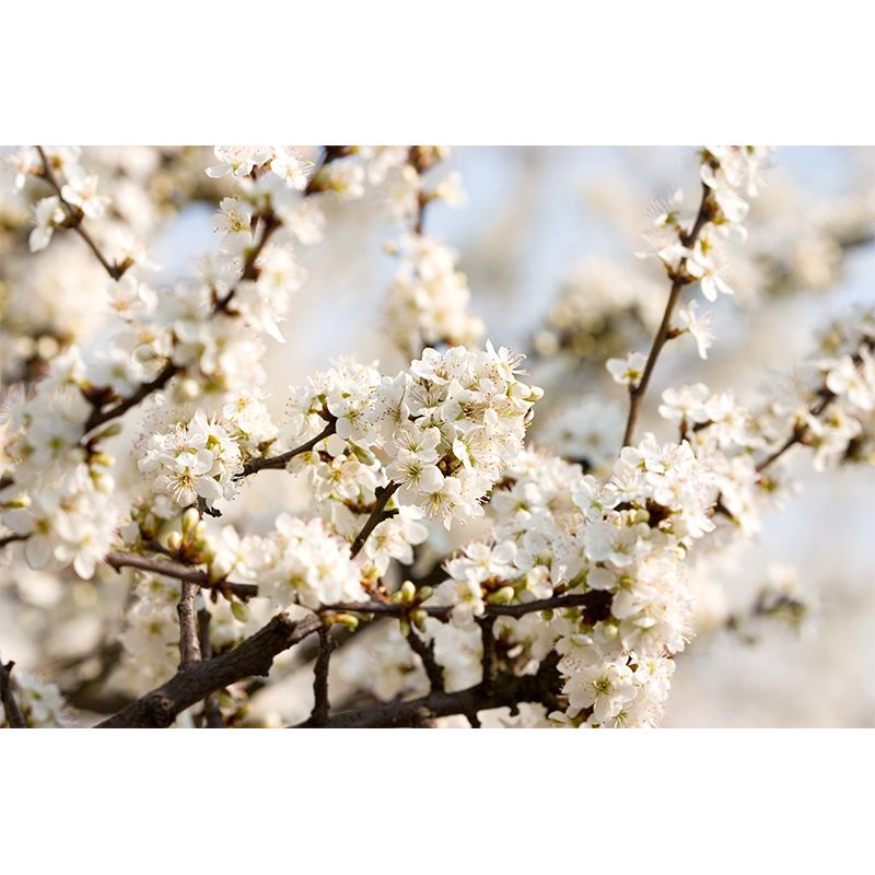 Florentine Wall Mural Modern Waterproof Playroom Wall Decor, Custom Size Available