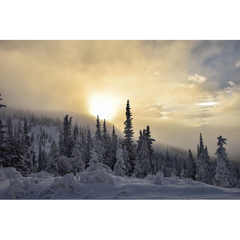 Contemporary Photography Style Forest Mural Wallpaper Mildew Resistant Wall Art