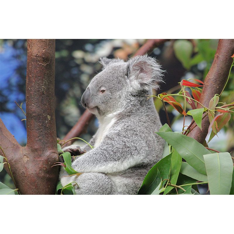 Koala Animals Mural Wallpaper Washable Living Room Wall Decor, Moisture Resistant