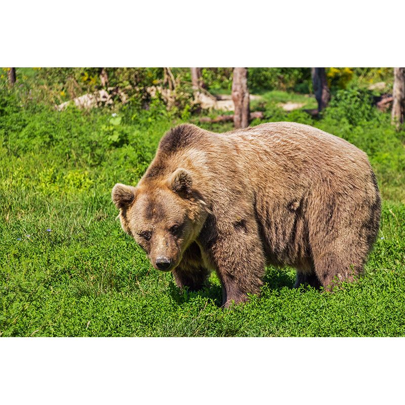 Cute Bear Wall Decals Water Resistant Wall Art for Kid's Bedroom, Made to Measure