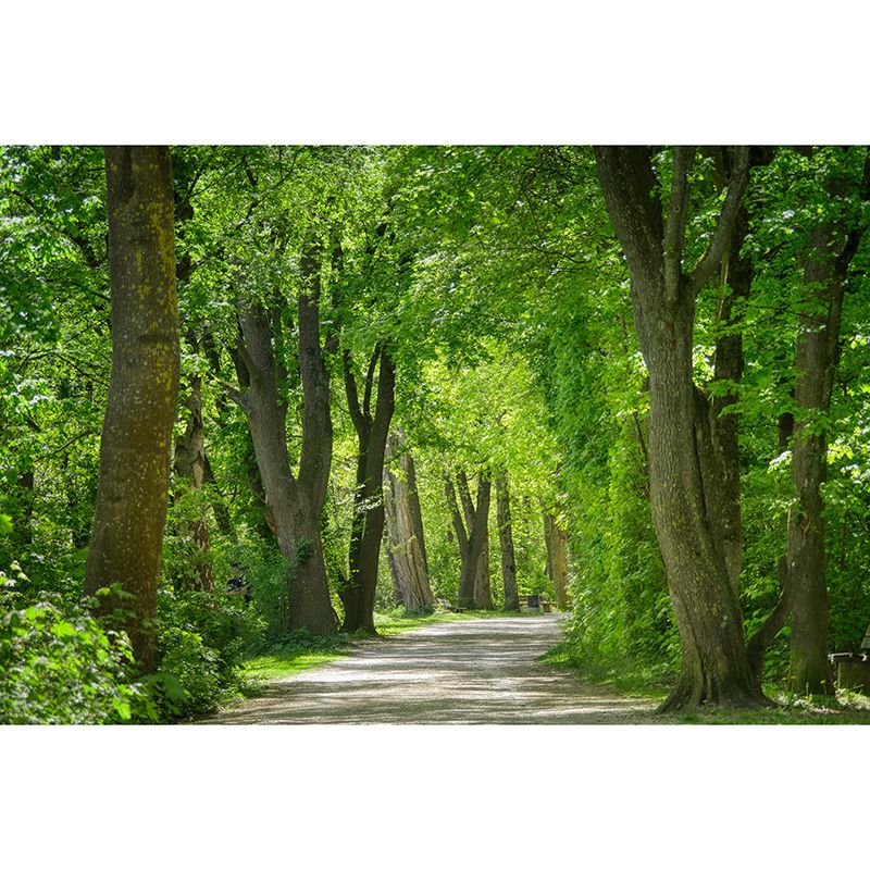 Forest Pattern Wallpaper Murals Moisture Resistant Modern Living Room Wall Covering