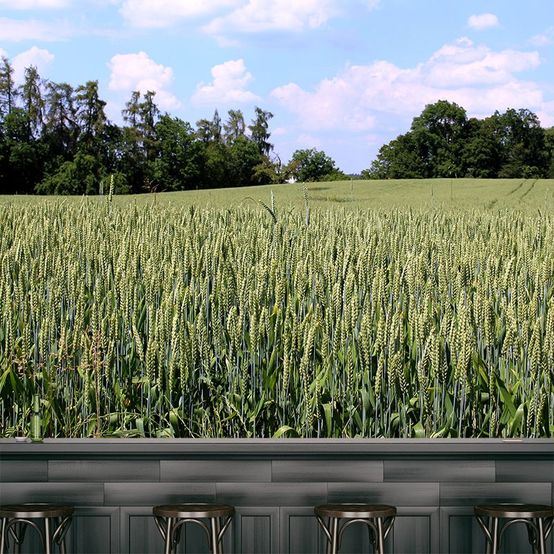 Photography Wheat Field Landscapes Mural Wall Decor Mildew Resistant for Decoration