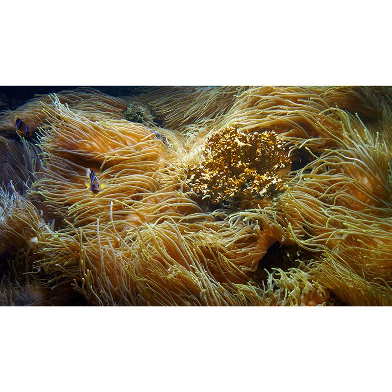 Beautiful Photography Seabed Mural Eco-friendly Wallpaper for Room