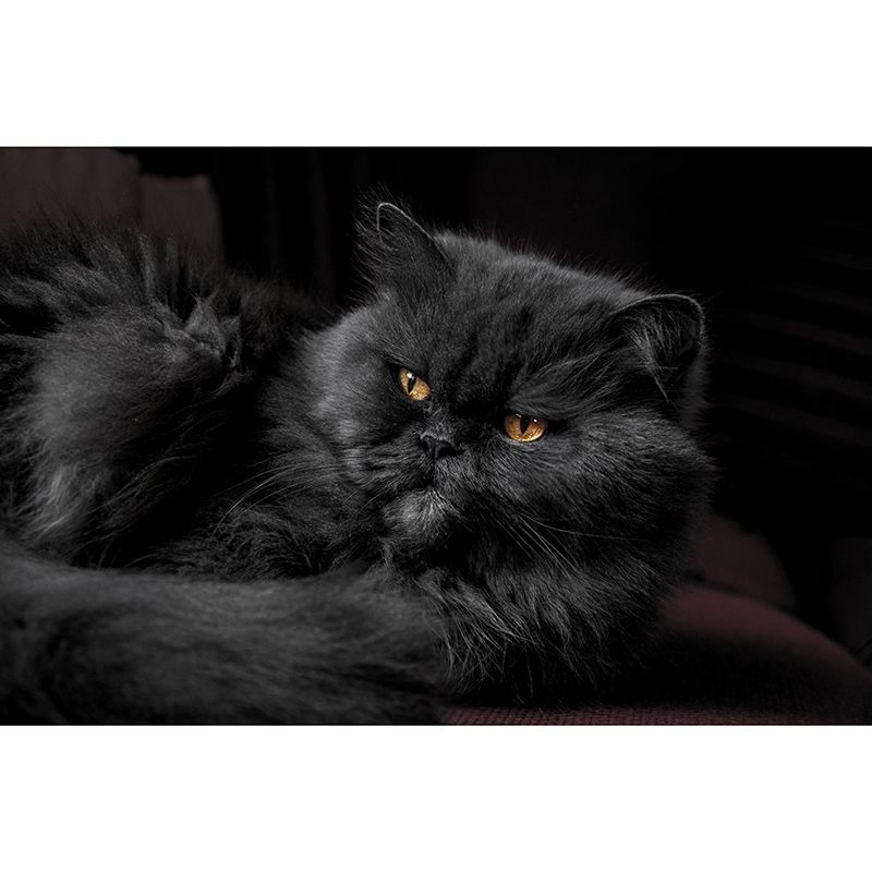 Modern Style Wall Mural Wallpaper Cute Cats Sitting Room Wall Mural