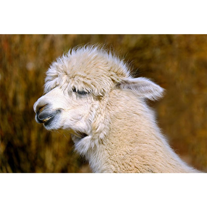 Customized Alpaca Wall Mural Wallpaper Horizontal Photography for Sitting Room