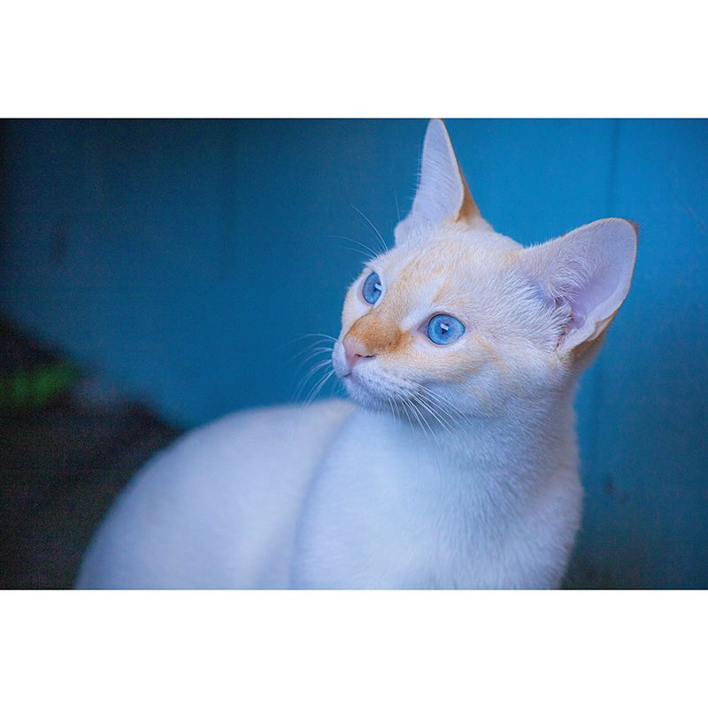 Modern Style Mural Wallpaper Cute Cats Photography Indoor Wall Mural