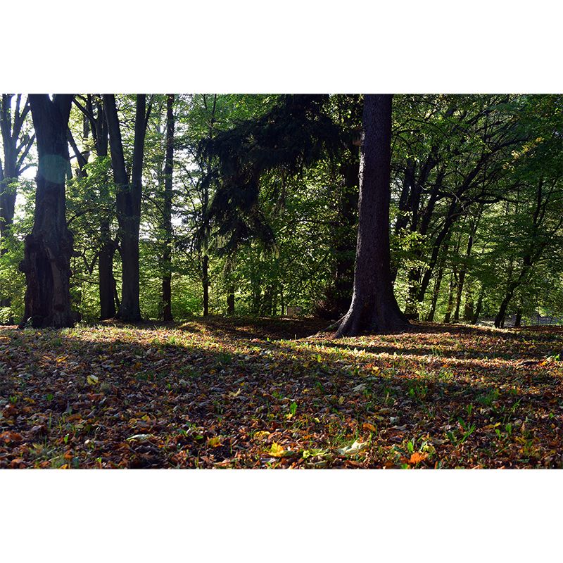 Forest Landscape Wall Murals Moisture Resistant Wall Covering for Gust Room