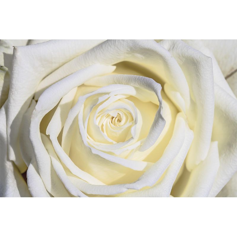 Wall Mural Photography Wallpaper Roses Sitting Room Wall Mural