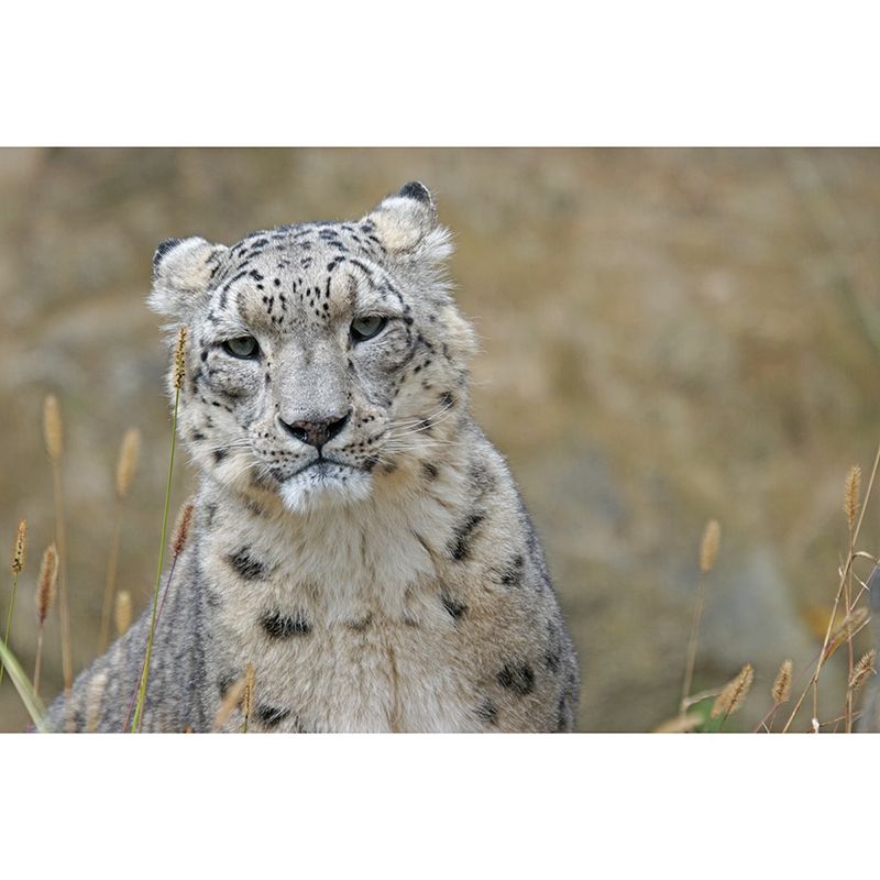 Leopard Mural Wallpaper for Sitting Room Decor Multiple Sizes Available