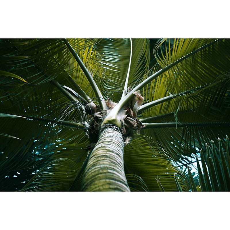 Tropical Palm Tree Wall Paper Murals Decoration for Gust Room, Made to Measure