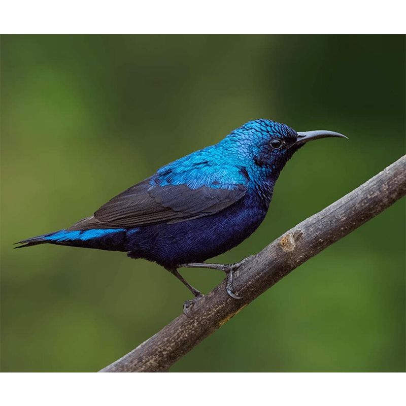 Mural Mildew Customized Wild Animal Wallpaper Resistant Wallpaper for Home Decor