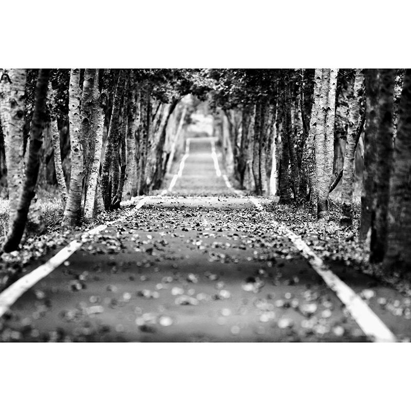 Photography Stain Resistant Wallpaper Outdoor Path Living Room Wall Mural