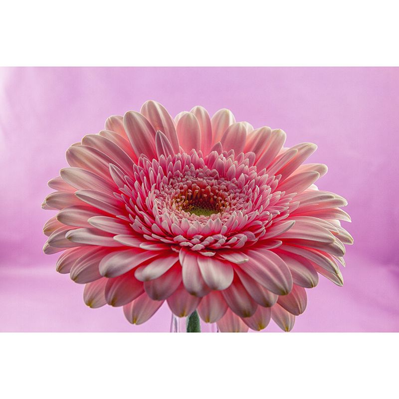 Modern Chrysanthemum Wall Covring for Bedroom Decoration, Moisture Resistant
