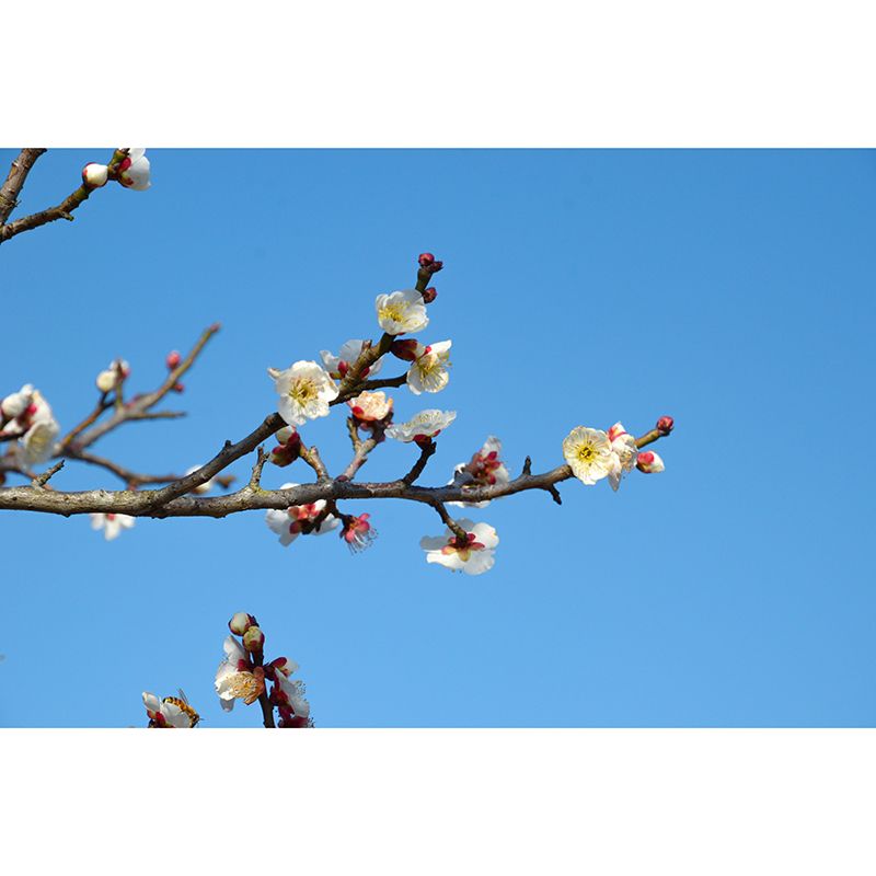 Modern Blossoming Flower Wall Paper Murals Stain Resistant Wall Decor for Bedroom