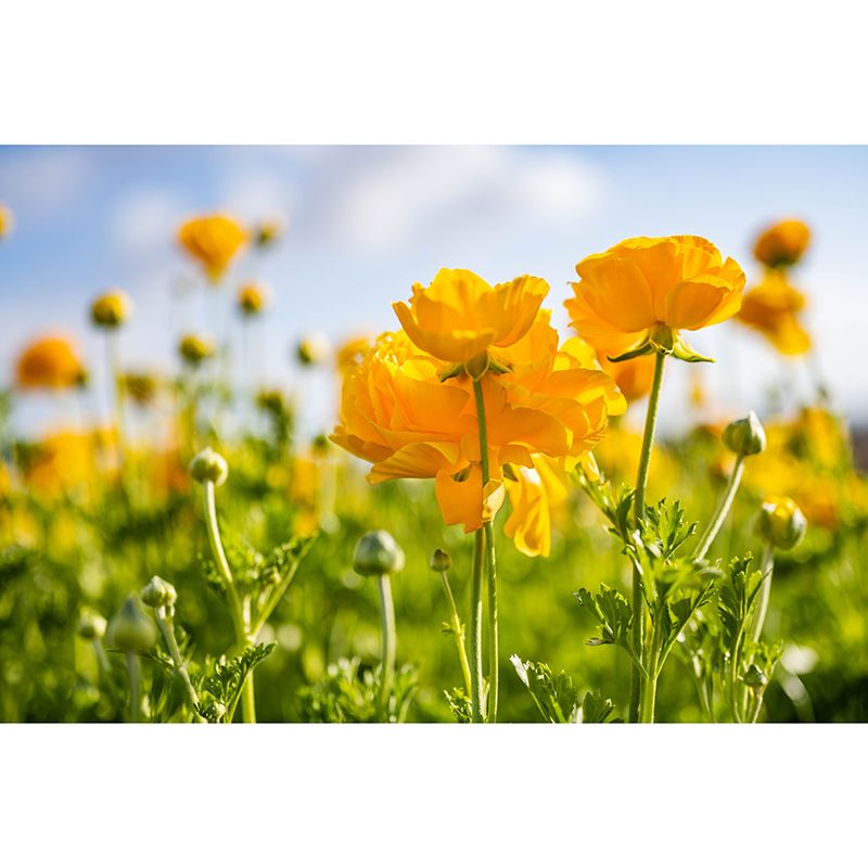Washable Photography Mural Wallpaper Flower Field Indoor Wall Mural