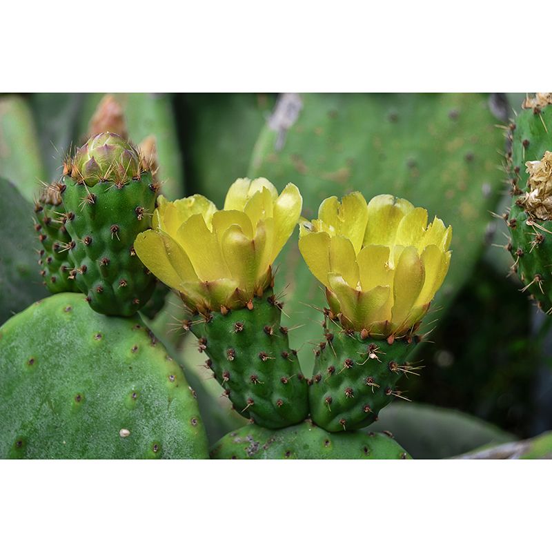 Green Cactus Mural Wallpaper for Reading Room Bedroom, Moisture Resistant