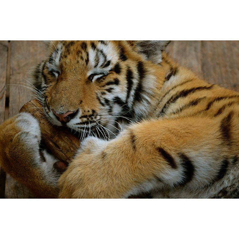 Tiger Contemporary Mural Decal Sitting Room Moisture Resistant Wall Decor