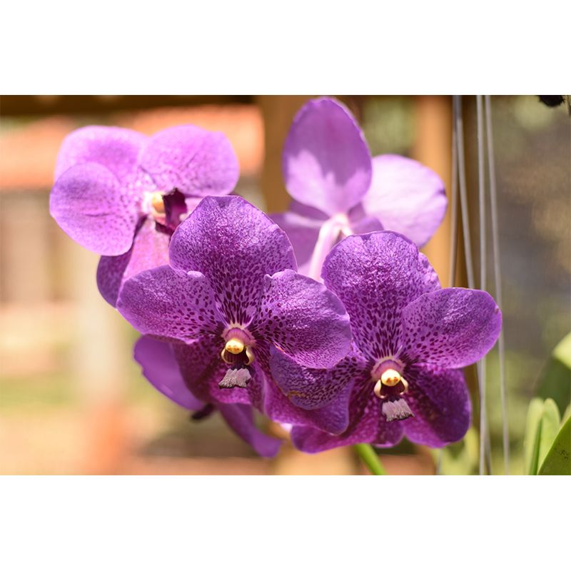 Cymbidium Photo Mural Decal Modern Wall Decor for Sleeping Room, Waterproofing