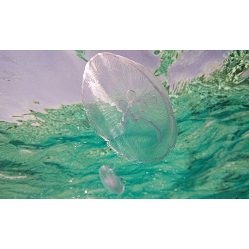Undersea Creatures Mural Wallpaper Tropical Wall Covering for Sitting Room