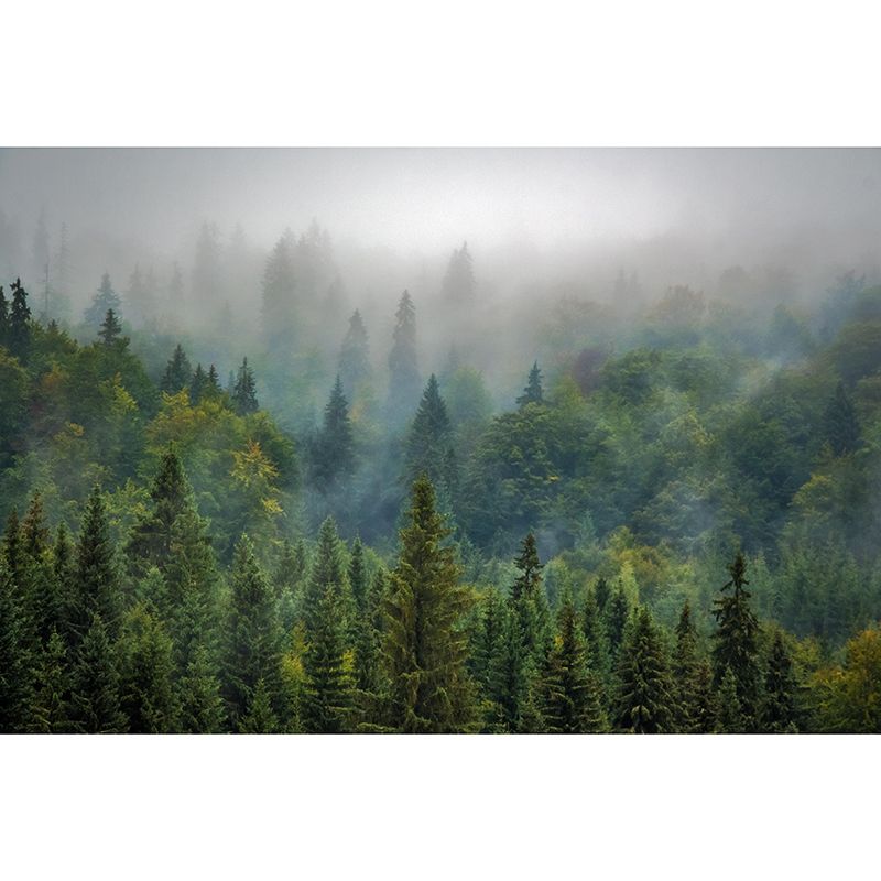Photography Beautiful Forest View Mural Decorative Wallpaper Decor for Living Room