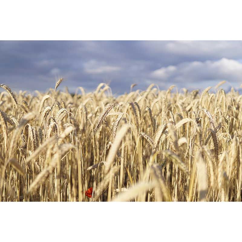 Wheat Field Mural Stain Resistant with Plump Ears of Wheat Pattern Wall Art for Dining Room