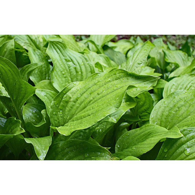 Customized Hosta Leaf Wall Mural Stain Resistant for Living Room Decor